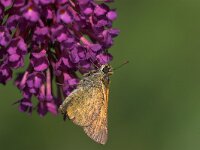 Thymelicus sylvestris 20, Geelsprietdikkopje, Saxifraga-Luc Hoogenstein