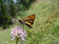 Thymelicus sylvestris 22, Geelsprietdikkopje, Vlinderstichting-Henk Bosma