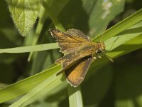Thymelicus sylvestris 4, Geelsprietdikkopje, female, Saxifraga-Jan van der Straaten