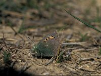 Tomares ballus 3, Groene klaverpage, Vlinderstichting-Kars Veling