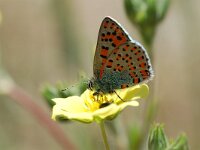 Tomares nogelii, Nogel s Hairstreak