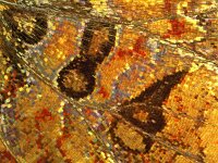 Vanessa atalanta, Red Admiral