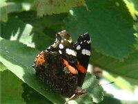 Vanessa atalanta 11, Atalanta, Vlinderstichting-Henk Bosma