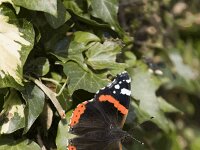 Vanessa atalanta 16, Atalanta, Vlinderstichting-Henk Bosma