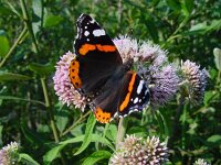 Vanessa atalanta 20, Atalanta, Vlinderstichting-Fons Bongers