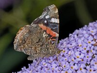 Vanessa atalanta 23, Atalanta, Saxifraga-Ab H Baas