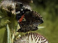Vanessa atalanta 34, Atalanta, Saxifraga-Marijke Verhagen