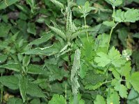 Vanessa atalanta 37, Atalanta, larva, Saxifraga-Kars Veling