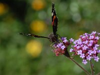 Vanessa atalanta 4, Atalanta, Vlinderstichting-Albert Vliegenthart