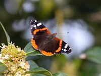 Vanessa atalanta 41, Atalanta, Saxifraga-Bart Vastenhouw