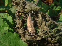 Vanessa atalanta 7, Atalanta, pupa, Vlinderstichting-Henk Bosma