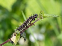 Vanessa atalanta 72, Atalanta, caterpillar, Saxifraga-Bart Heijne : 2024, Kekerdom, Millingerwaard, Vanessa atalanta, atalanta, dagvlinder, insect, juli, rups, zomer