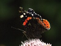 Vanessa atalanta 75, Atalanta, Saxifraga-Jan van der Straaten