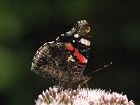 Vanessa atalanta 76, Atalanta, Saxifraga-Jan van der Straaten