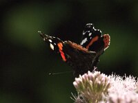 Vanessa atalanta 77, Atalanta, Saxifraga-Jan van der Straaten
