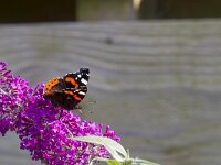 Vanessa atalanta 79, Atalanta, Saxifraga-Jan Nijendijk