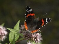 Vanessa atalanta 83, Atalanta, Saxifraga-Jan van der Straaten