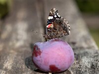 Vanessa atalanta 84, Atalanta, Saxifraga-Luc Hoogenstein : Atalanta, pruim