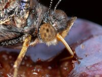 Vanessa atalanta 87, Atalanta, Saxifraga-Luc Hoogenstein : Atalanta, Lunetten, pruim