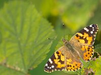 Painted lady (Vanessa cardui) sitting on leaves with copy space  Painted lady (Vanessa cardui) sitting on leaves with copy space : Vanessa, admiral, atalanta, atmosphere, autumn, beauty, black, brown, butterfly, cardui, close up, closeup, colorful, copy, copy space, environment, field, flower, fragility, green, insect, isolated, lady, lepidoptera, macro, mood, nature, nobody, object, orange, outdoor, painted, red, shot, single, space, spread, summer, sun, sunny, sunshine, symmetry, white, wing