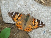 Vanessa cardui 80, Distelvlinder, Saxifraga-Ed Stikvoort