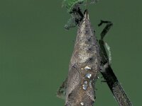 Vanessa indica, Indian Red Admiral