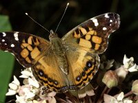 Vanessa virginiensis, American Painted Lady