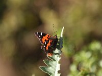 Vanessa vulcania 4, Canarische atalanta, Saxifraga-Dirk Hilbers