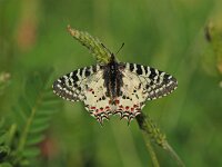 Zerynthia cerisy 3, Oostelijke pijpbloemvlinder, Vlinderstichting-Albert Vliegenthart