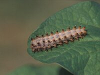 Zerynthia polyxena, Southern Festoon