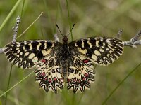 Zerynthia polyxena 14, Zuidelijke pijpbloemvlinder, Vlinderstichting-Kars Veling