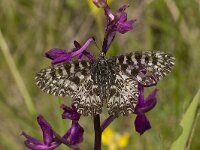 Zerynthia polyxena 20, Zuidelijke pijpbloemvlinder, Vlinderstichting-Kars Veling