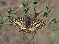 Zerynthia polyxena 21, Zuidelijke pijpbloemvlinder, Vlinderstichting-Albert Vliegenthart
