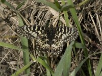 Zerynthia polyxena 24, Zuidelijke pijpbloemvlinder, Saxifraga-Willem van Kruijsbergen