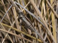 Zerynthia polyxena 25, Zuidelijke pijpbloemvlinder, pupa, Saxifraga-Kars Veling
