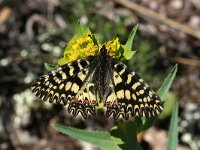 Zerynthia polyxena 29, Zuidelijke pijpbloemvlinder, Saxifraga-Kars Veling