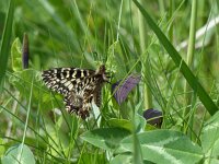 Zerynthia polyxena 37, Zuidelijke pijpbloemvlinder, Saxifraga-Mark Zekhuis