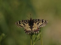 Zerynthia polyxena 39, Zuidelijke pijpbloemvlinder, Saxifraga-Bas Klaver