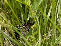 Zerynthia polyxena 8, Zuidelijke pijpbloemvlinder, laying eggs, Vlinderstichting-Kars Veling