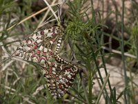 Zerynthia rumina, Spanish Festoon