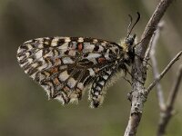 Zerynthia rumina 10, Spaanse pijpbloemvlinder, Vlinderstichting-Kars Veling