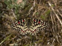 Zerynthia rumina 13, Spaanse pijpbloemvlinder, Vlinderstichting-Kars Veling