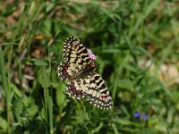 Zerynthia rumina 14, Spaanse pijpbloemvlinder, Vlinderstichting-Albert Vliegenthart