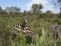 Zerynthia rumina 15, Spaanse pijpbloemvlinder, Saxifraga-Rob Felix : Animalia, Arthropoda, Insecta, Lepidoptera, animal, arthropod, butterfly, dier, dieren, geleedpotige, geleedpotigen, insect, insecten, vlinder, vlinders