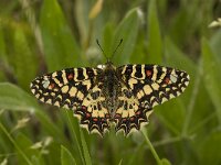 Zerynthia rumina 17, Spaanse pijpbloemvlinder, Saxifraga-Willem van Kruijsbergen