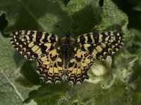 Zerynthia rumina 20, Spaanse pijpbloemvlinder, Saxifraga-Willem van Kruijsbergen