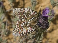 Zerynthia rumina 21, Spaanse pijpbloemvlinder, Saxifraga-Willem van Kruijsbergen