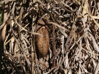 Zerynthia rumina 23, Spaanse pijpbloemvlinder, pupa, Saxifraga-Kars Veling