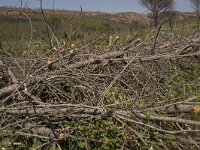 Zerynthia rumina 8, Spaanse pijpbloemvlinder,  habitat,Vlinderstichting-Kars Veling