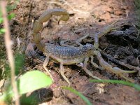 Buthus occitanus 2, Saxifraga-Rudmer Zwerver